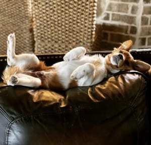 Taco lying on his back on the couch